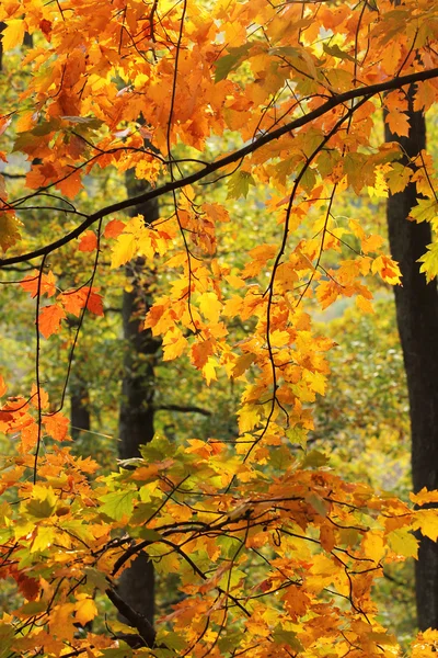 Színes levelek az őszi erdőben — Stock Fotó