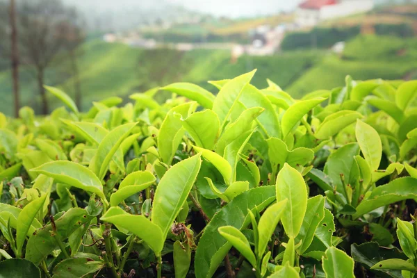 Foglie di tè vivo — Foto Stock