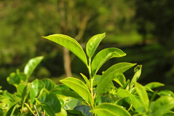 Crescente folhas de chá close-up — Fotografia de Stock