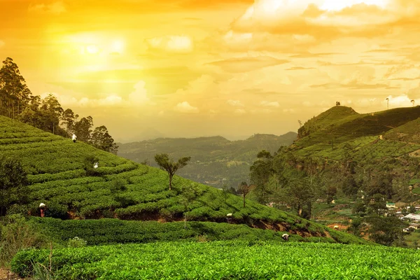 Té plantación paisaje puesta del sol —  Fotos de Stock