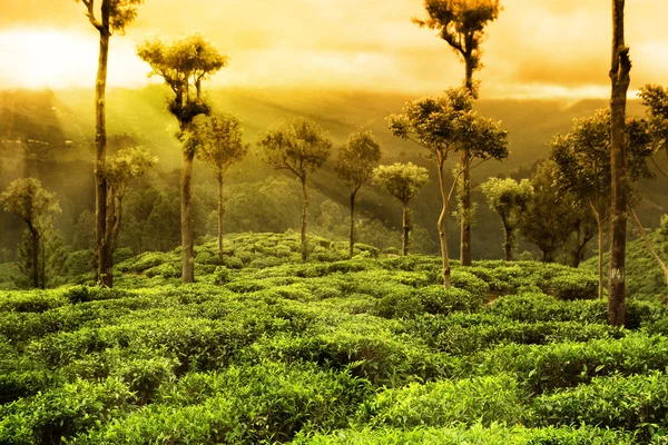 Paisagem plantação de chá — Fotografia de Stock