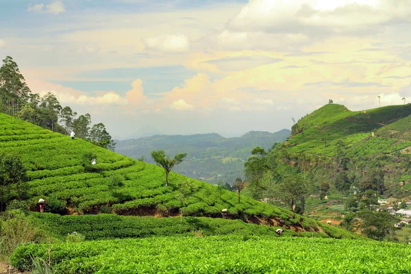 Tea plantation landscape — Stock Photo, Image