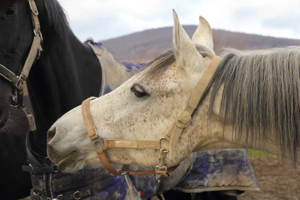 Tête de cheval gros plan — Photo