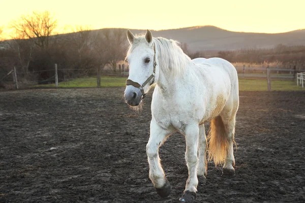 White horse in sunset — Stock Photo, Image