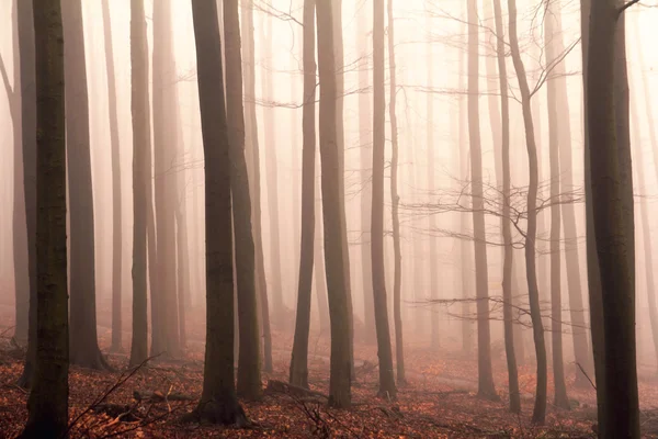 Dimmig skog — Stockfoto