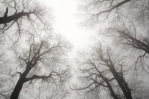 Winter treetops — Stock Photo, Image