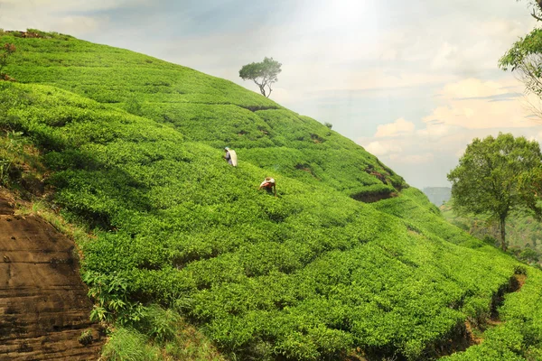Tea plantation hills — Stock Photo, Image