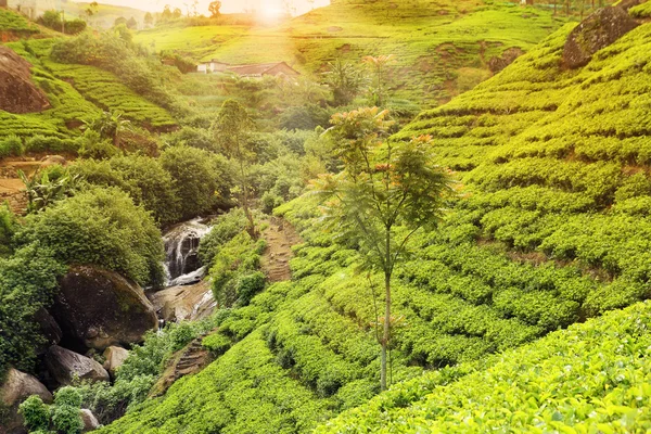Tea plantation sunset — Stock Photo, Image