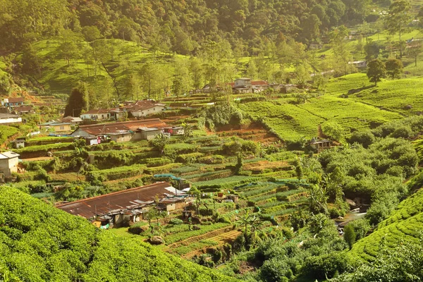 Plantação de chá aldeia — Fotografia de Stock