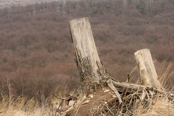 Tronchi d'albero — Foto Stock