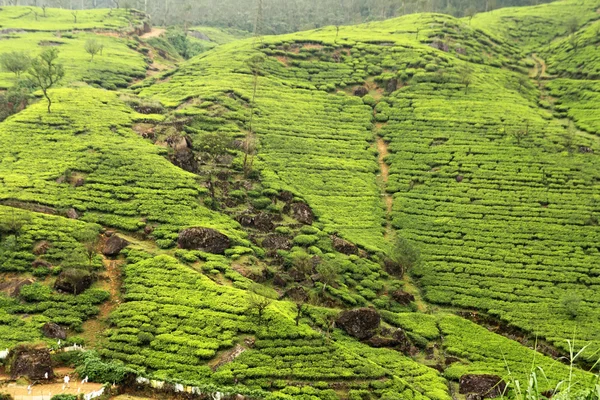 Чайная плантация сельской местности — стоковое фото