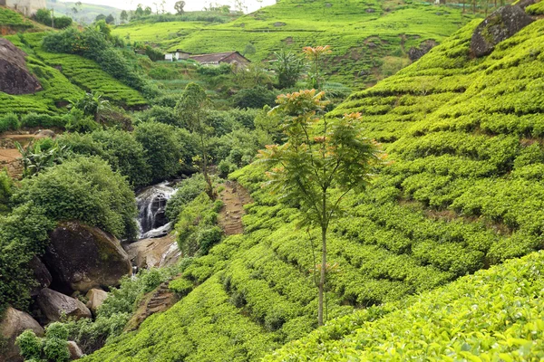 Plantación de té con cascada —  Fotos de Stock