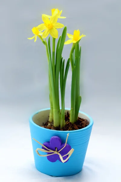 Daffodils in flower pot — Stock Photo, Image