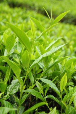 closeup bırakır büyüyen çay