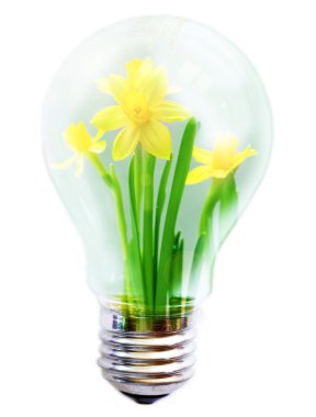 ampul içinde çiçek