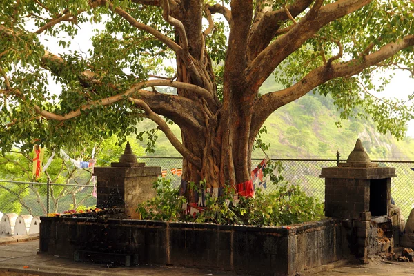 Árbol santo — Foto de Stock