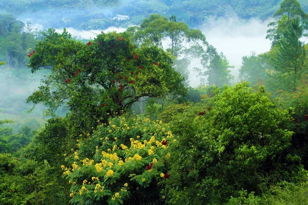 Pemandangan hutan udara — Stok Foto