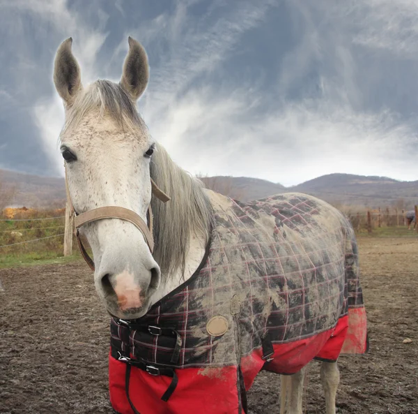 Cara de cavalo branco — Fotografia de Stock
