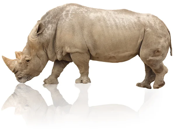 Rhino isolated — Stock Photo, Image