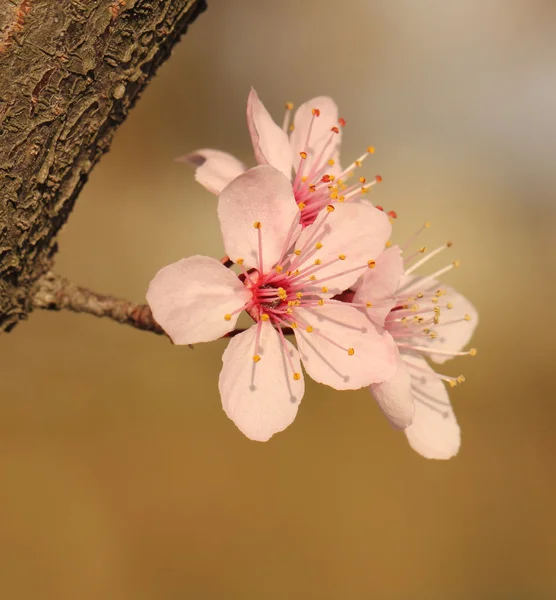 Floraison printemps arbre fleur — Photo