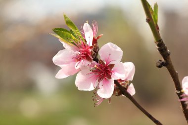Bahar ağacı çiçek çiçeklenme