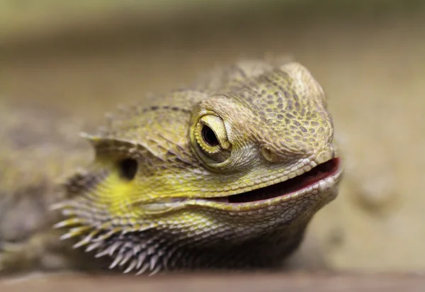 Lizard with spikes — Stock Photo, Image