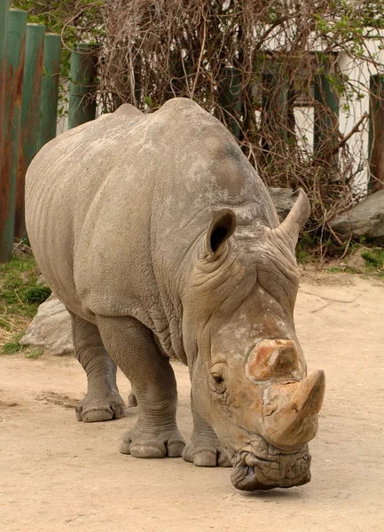 Rhino — Stock Photo, Image