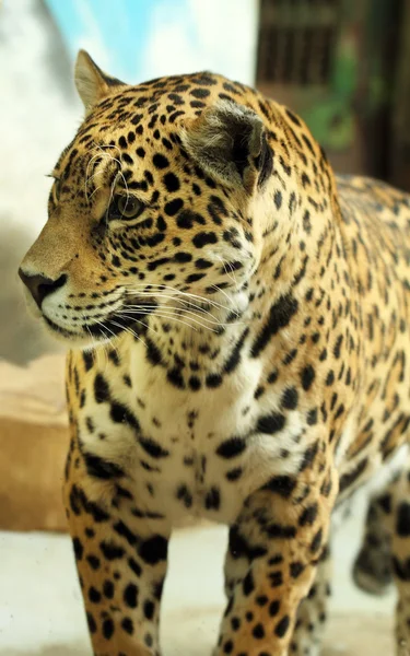 Jaguar animal — Stock Photo, Image