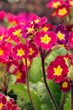 renkli bahar çiçekleri bahçe içinde