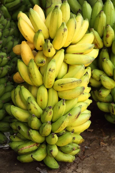 バナナの大きな束 — ストック写真