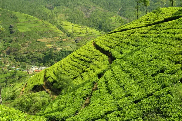 Colline di tè verde — Foto Stock