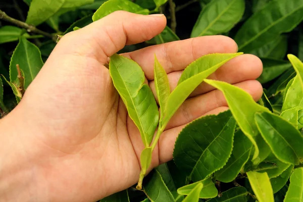 Чайные листья в ладони — стоковое фото