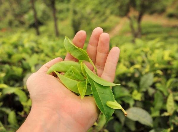 新鮮な茶葉を持っている手します。 — ストック写真