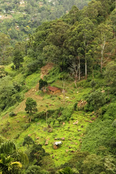 열 대 우림 풍경 — 스톡 사진