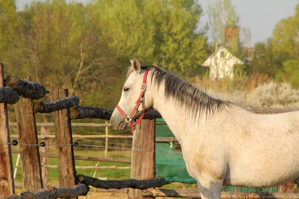 Witte paard op ranch — Stockfoto