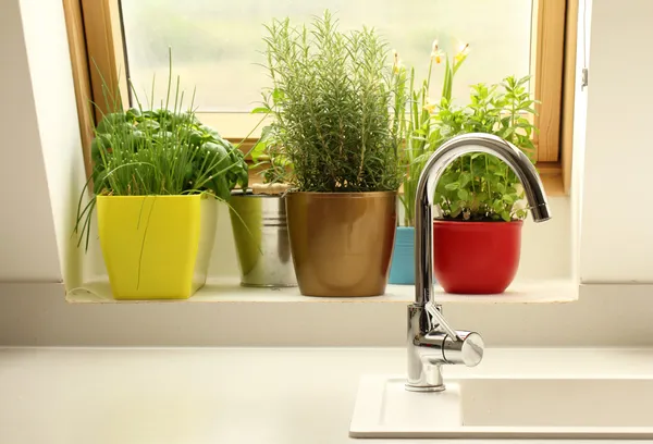 Herbs growing in kitchen — Stock Photo, Image