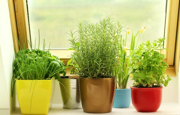 Herbs growing on window — Stock Photo, Image