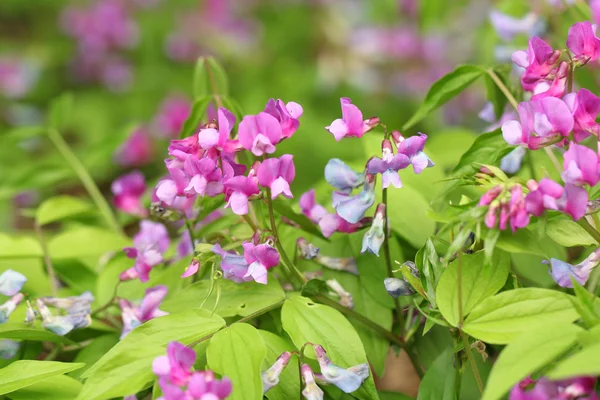 香豌豆花 — 图库照片