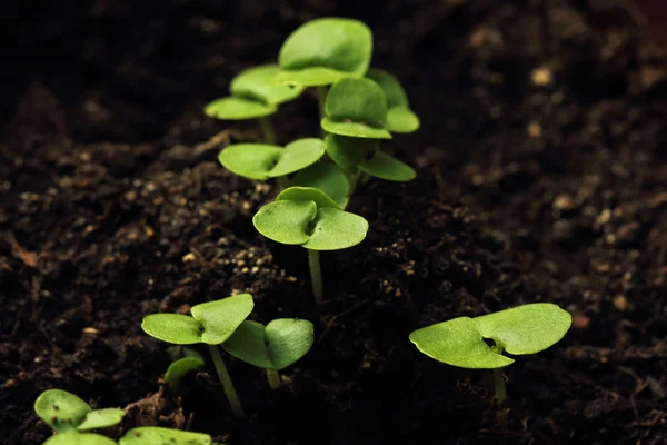 Small sprouts growing from soil — Stock Photo, Image
