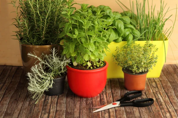 Herbs and scissors — Stock Photo, Image