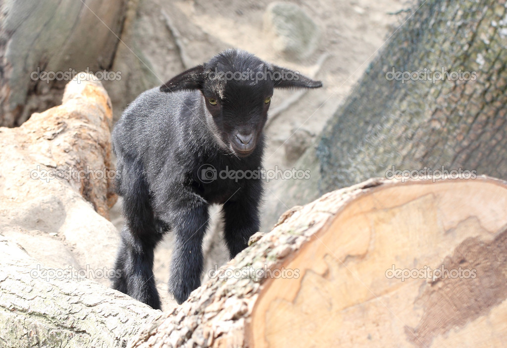 cute black young goat