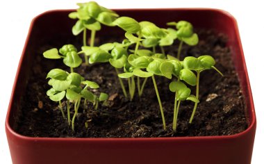 fesleğen izole kap içinde