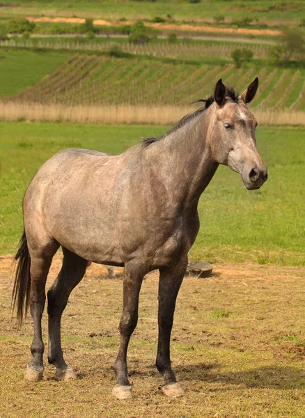 Cheval debout sur la prairie — Photo