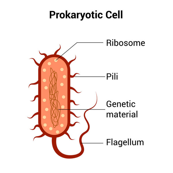 prokaryotic cell structure diagram vector