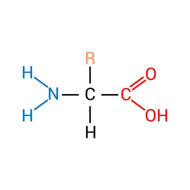 the general structure of an amino acid clipart