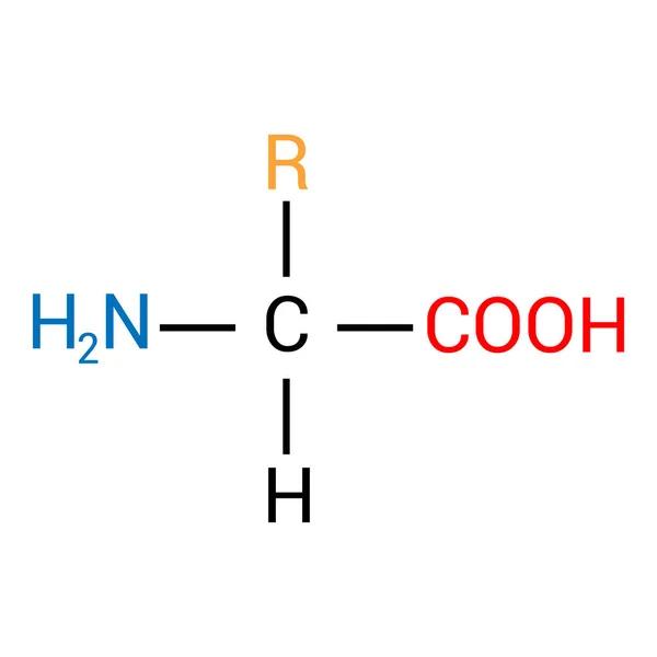 Struttura Generale Amminoacido — Vettoriale Stock