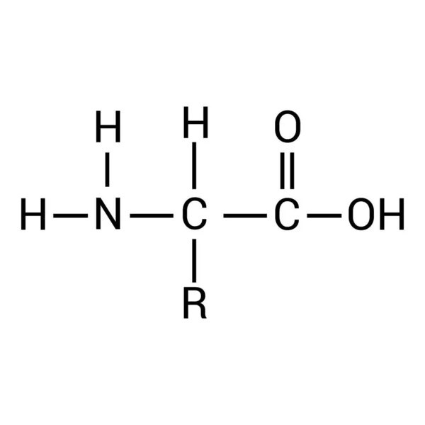 Struttura Generale Amminoacido — Vettoriale Stock