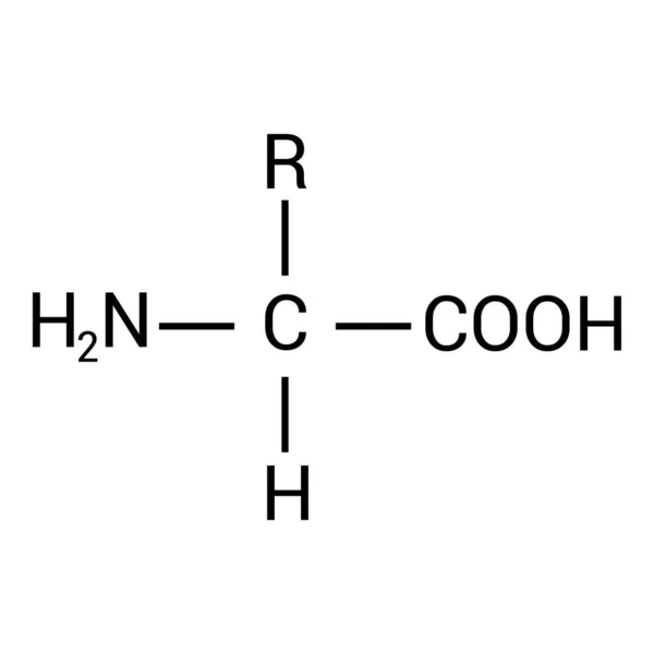 Bir Amino Asidin Genel Yapısı — Stok Vektör