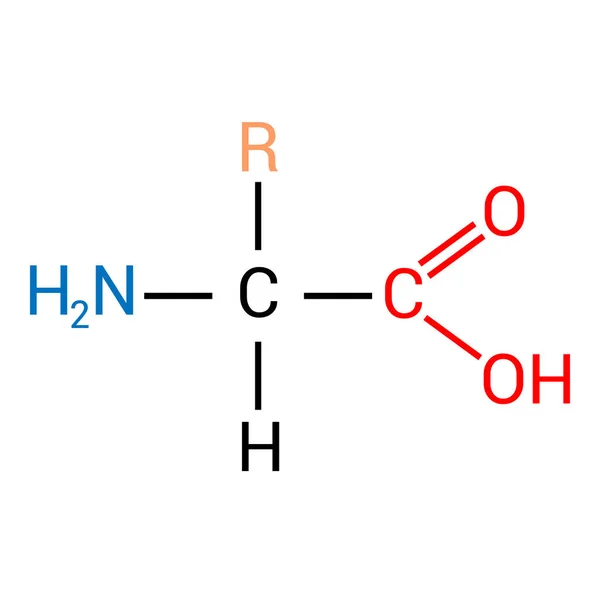 Bir Amino Asidin Genel Yapısı — Stok Vektör
