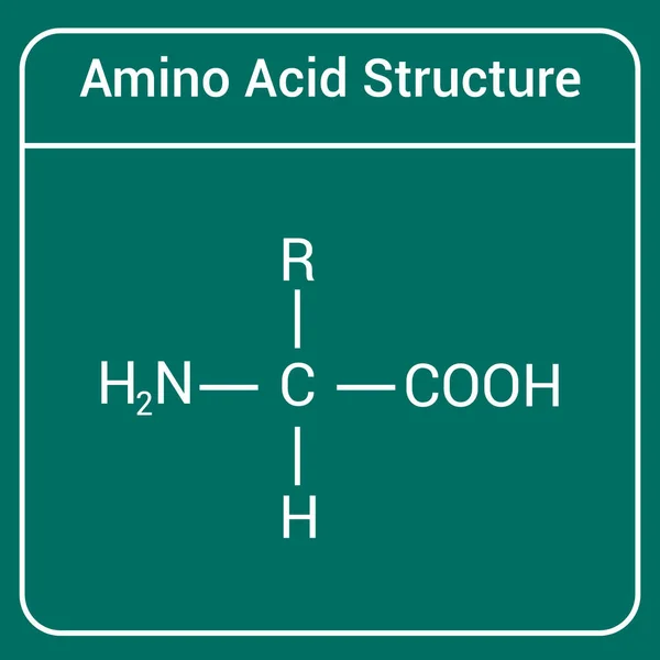 Obecná Struktura Aminokyselin — Stockový vektor